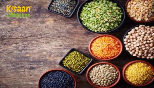 सरकार सुनिश्चित करेगी कि मसूर की कीमत एमएसपी से कम न हो: अधिकारी